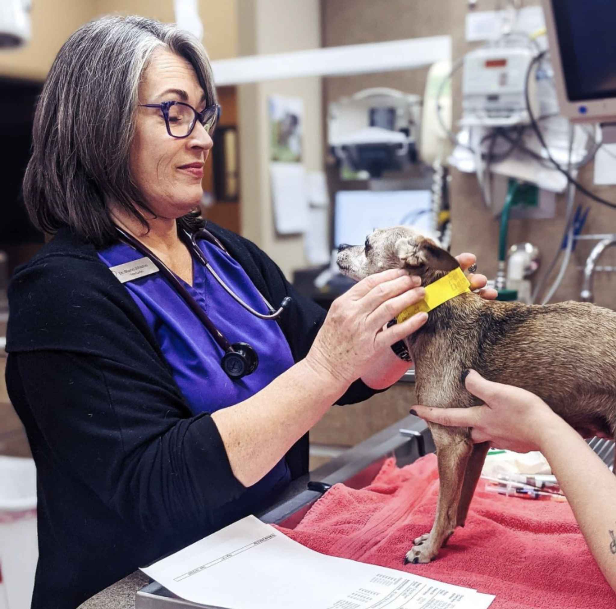 Veterinarian with small dog.