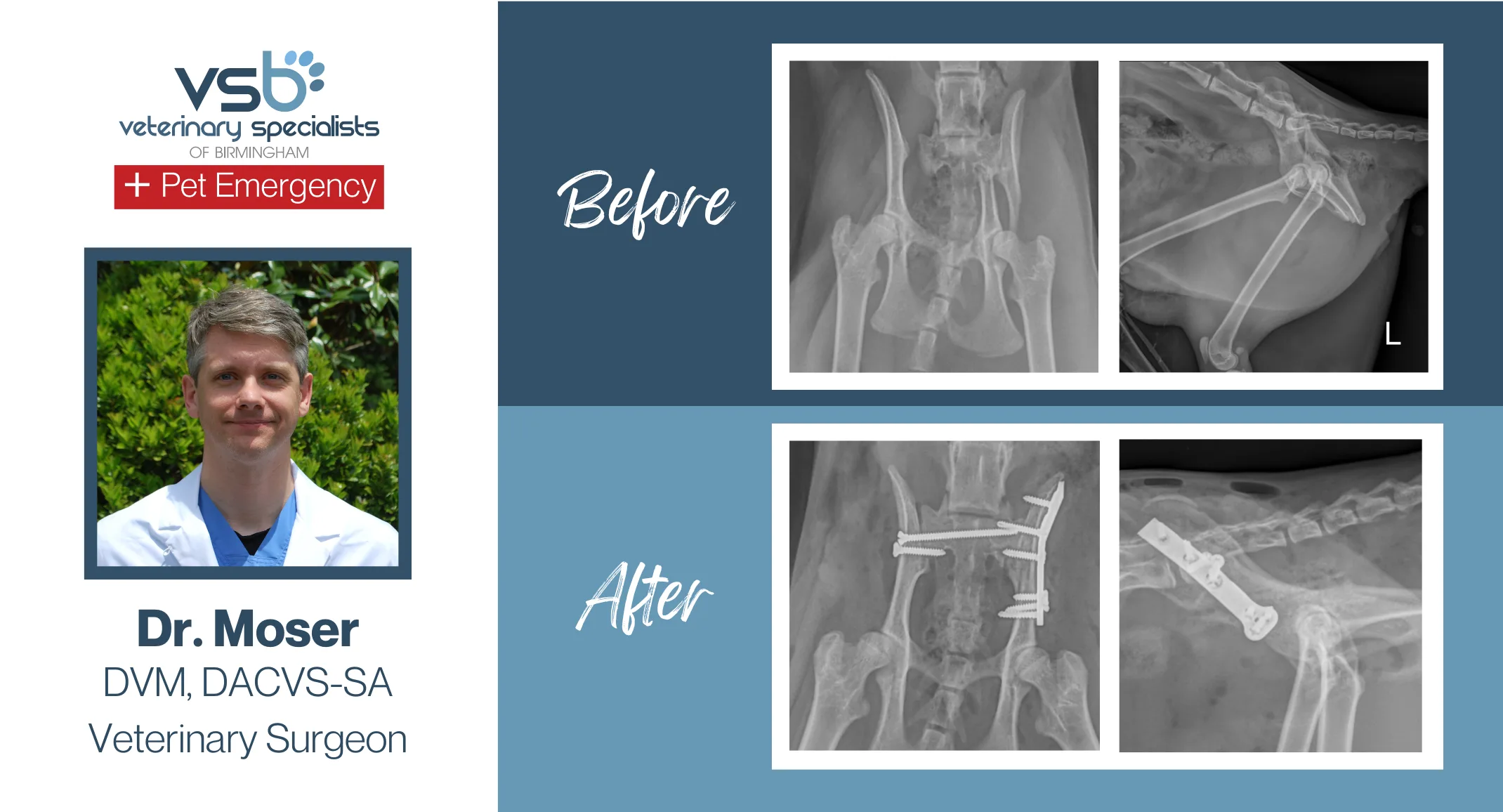 Lily the Cat Pelvic Fracture Repair Blog Photo Lily the Cat Pelvic Fracture Repair Blog Photo