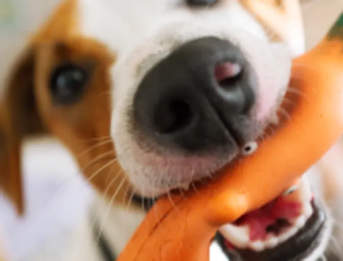 Dog biting a toy