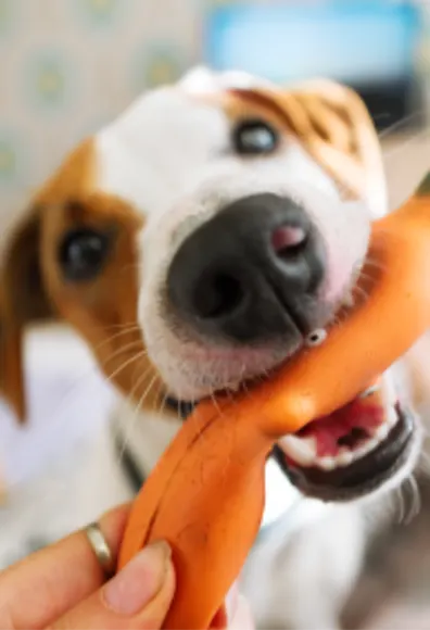 Dog biting a toy