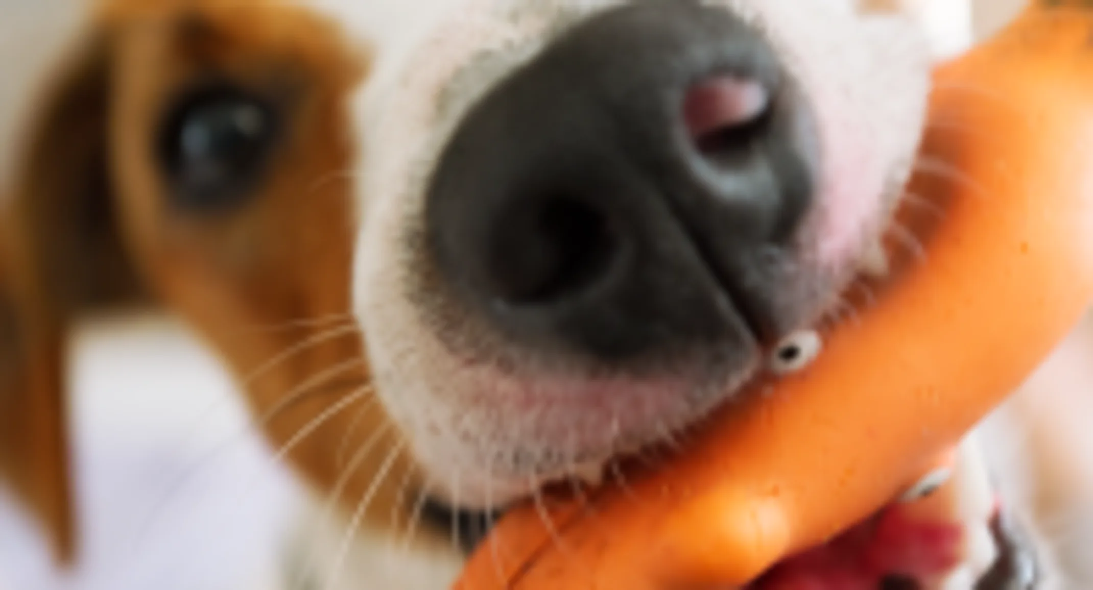 Dog biting a toy Dog biting a toy
