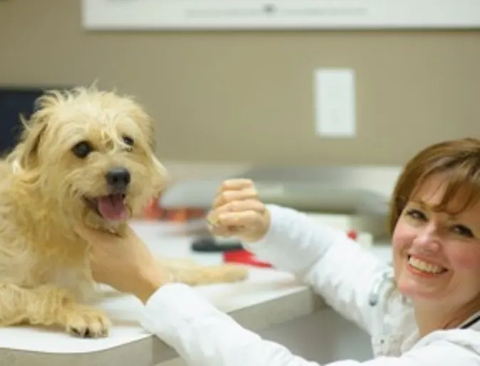 Vet and dog sitting at reception Vet and dog sitting at reception