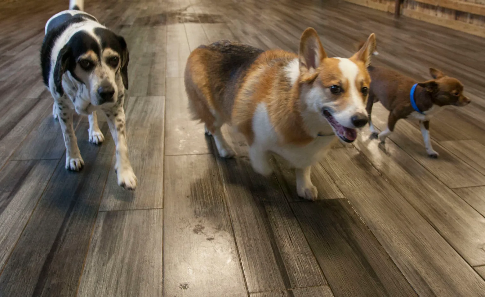 Group of dogs walking inside Doguroo Group of dogs walking inside Doguroo