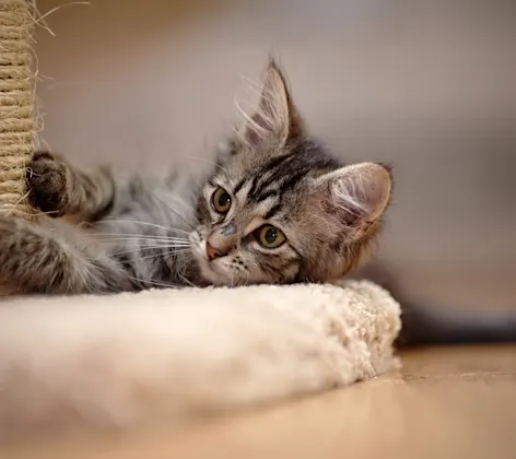 kitten on a scratching post