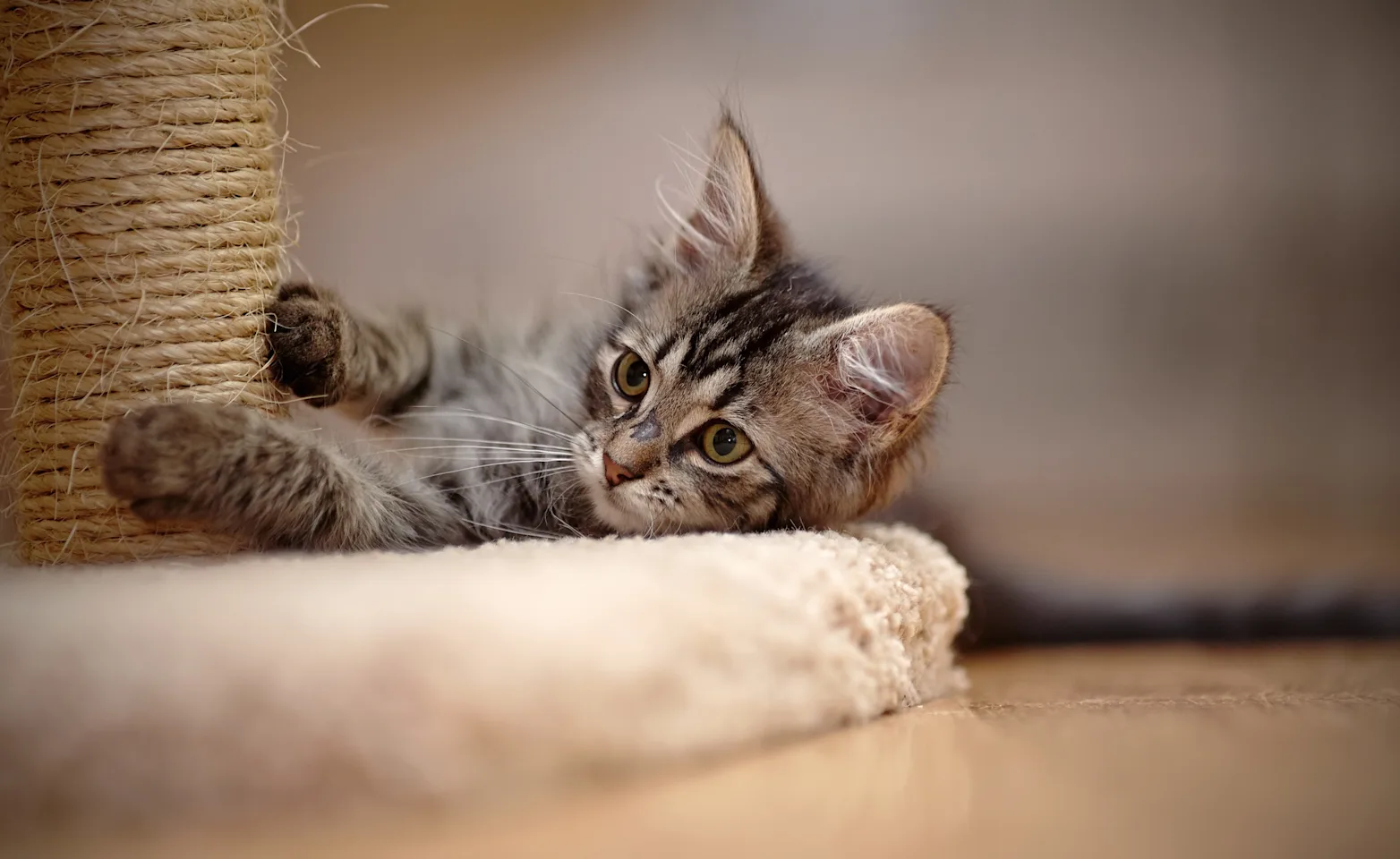 kitten on a scratching post kitten on a scratching post