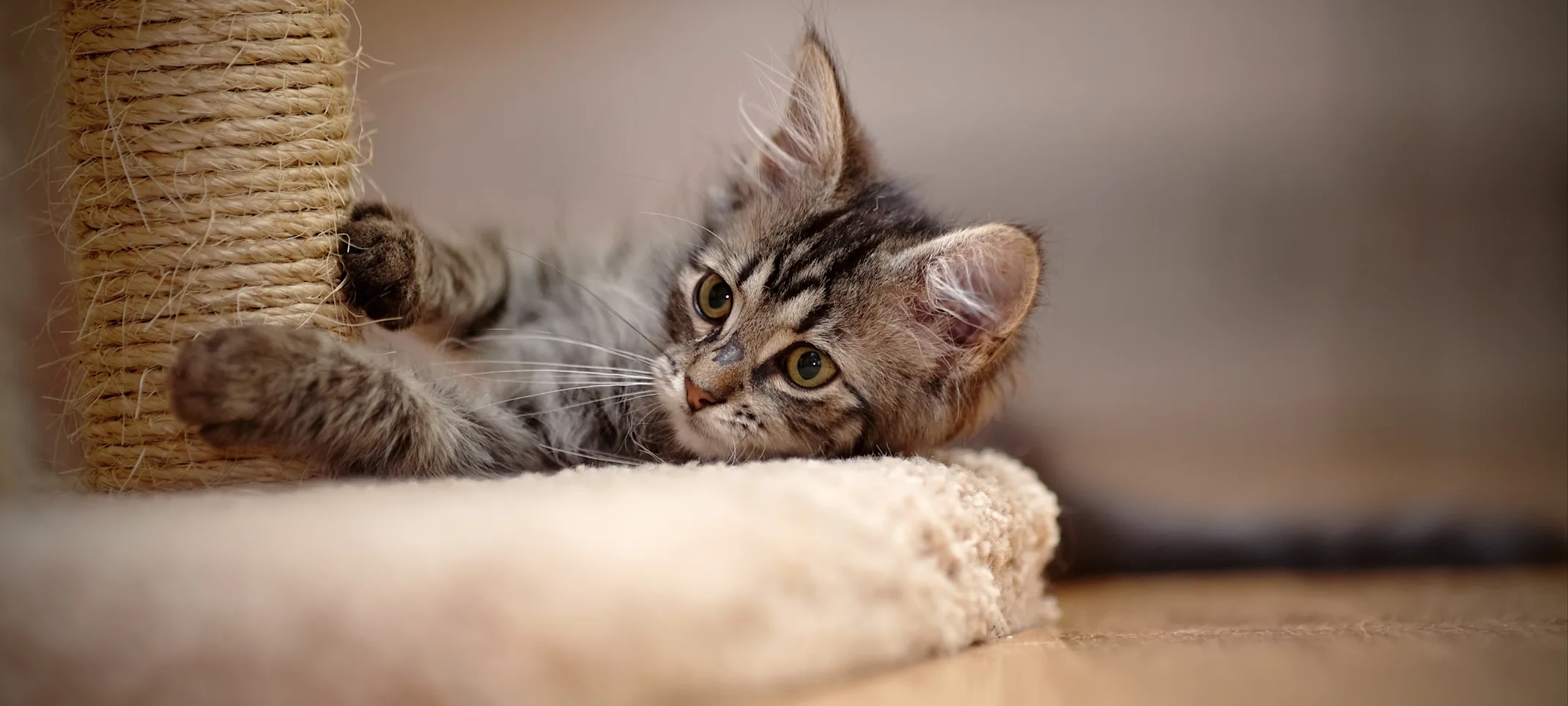 kitten on a scratching post