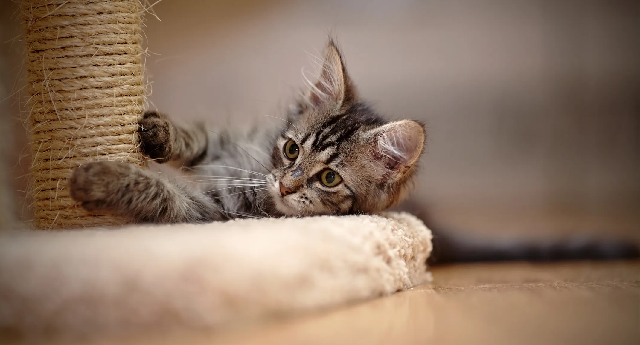 kitten on a scratching post kitten on a scratching post