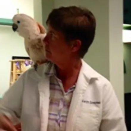Dr. Karyn Goeckel in University Animal Clinic