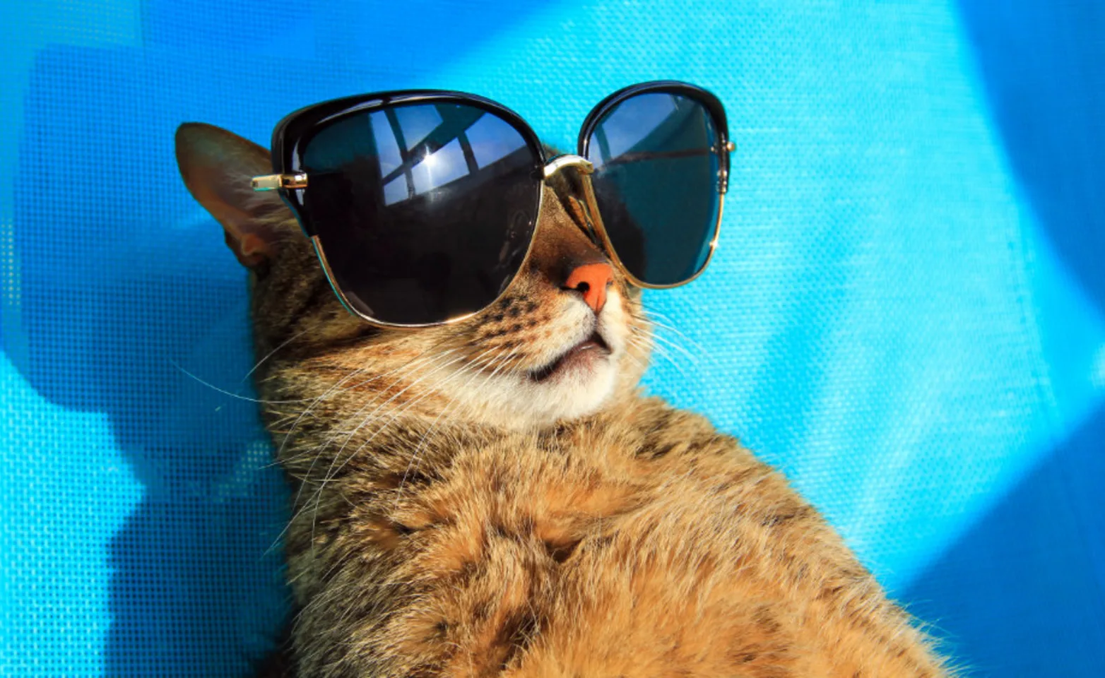 Cat laying on blue bed with sunglasses