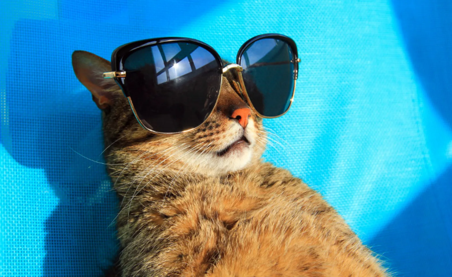 Cat laying on blue bed with sunglasses Cat laying on blue bed with sunglasses