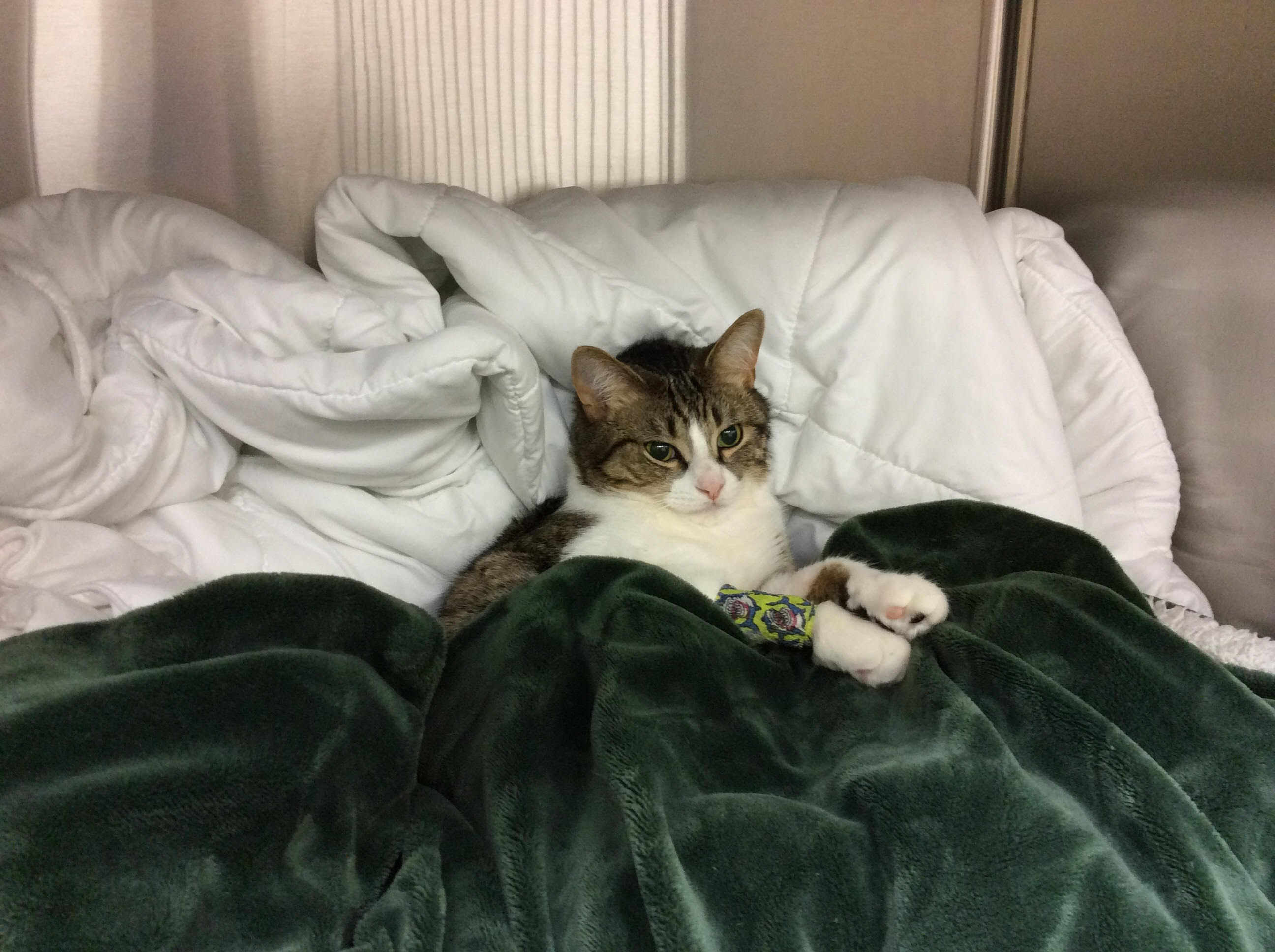 Cat laying in blanket 