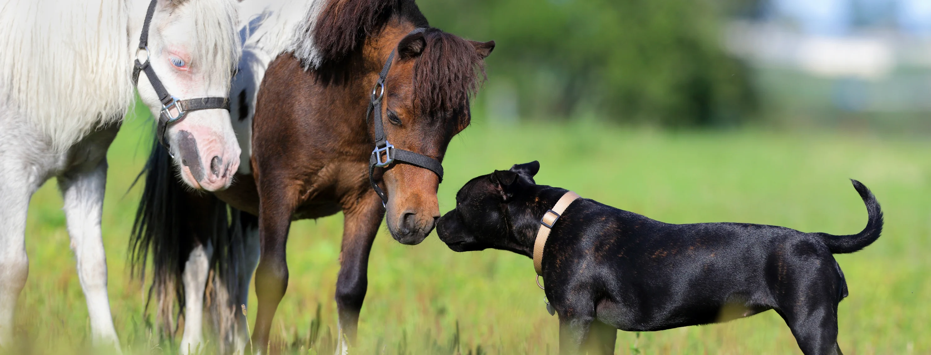 Dog and Horses in a field