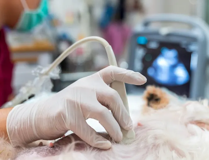 vet doing an ultrasound procedure on pet vet doing an ultrasound procedure on pet