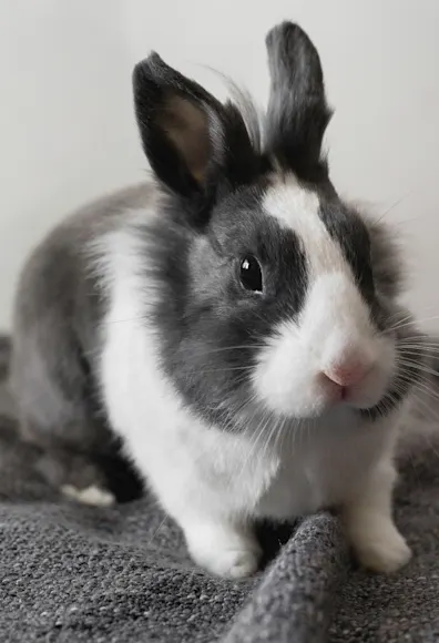 grey and white bunny