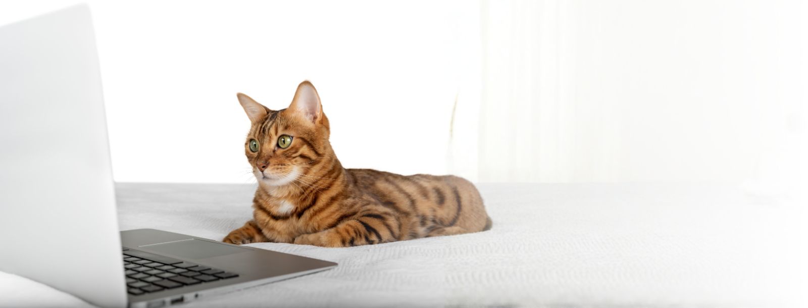 Orange Cat Sitting on Bed next to Laptop