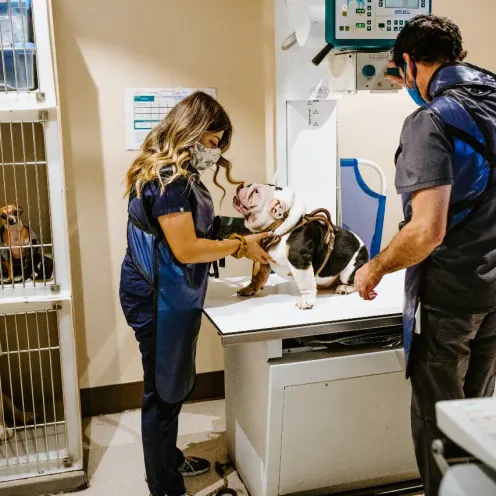 Vet assistants with dog at Overland Veterinary Clinic 