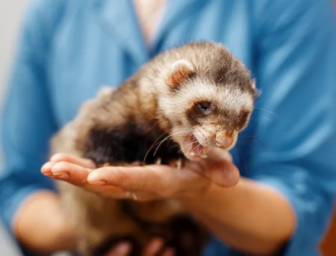 Woman holding ferret in hands