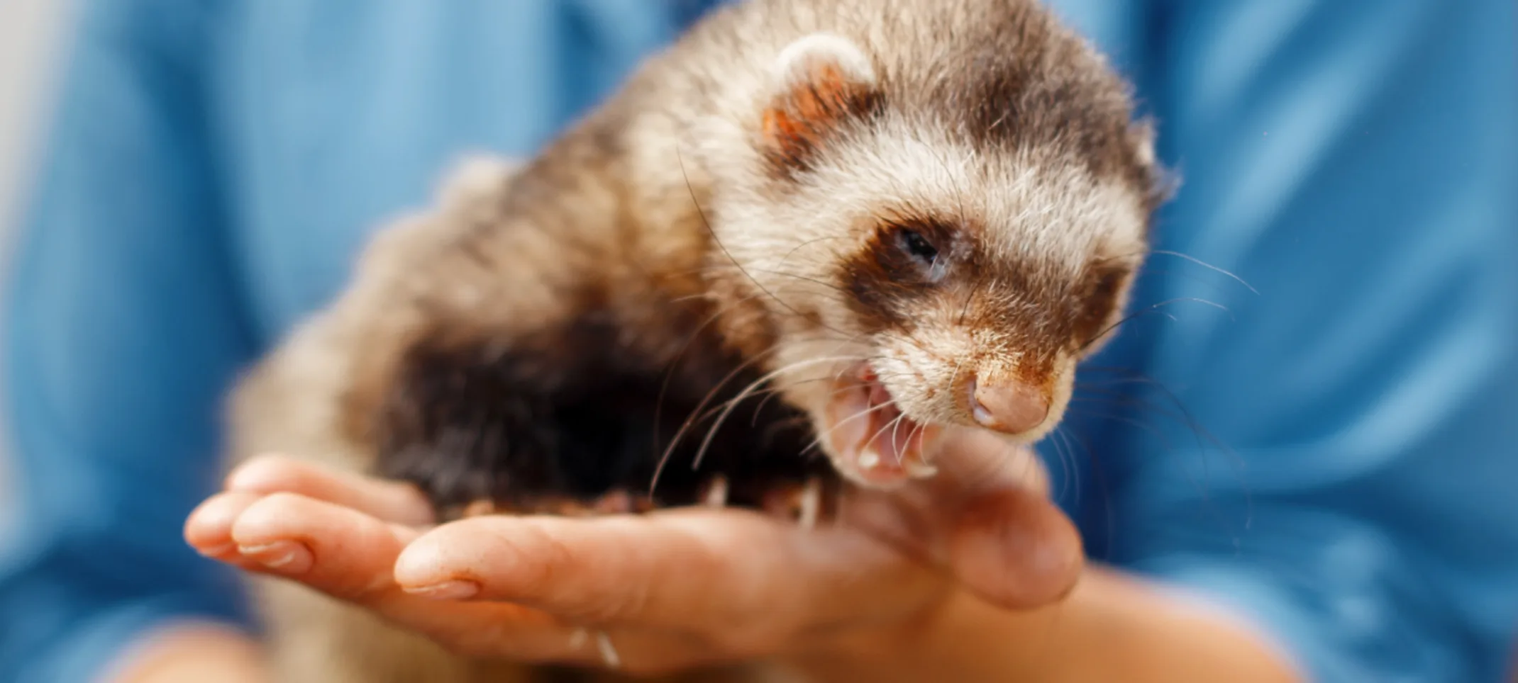 Woman holding ferret in hands