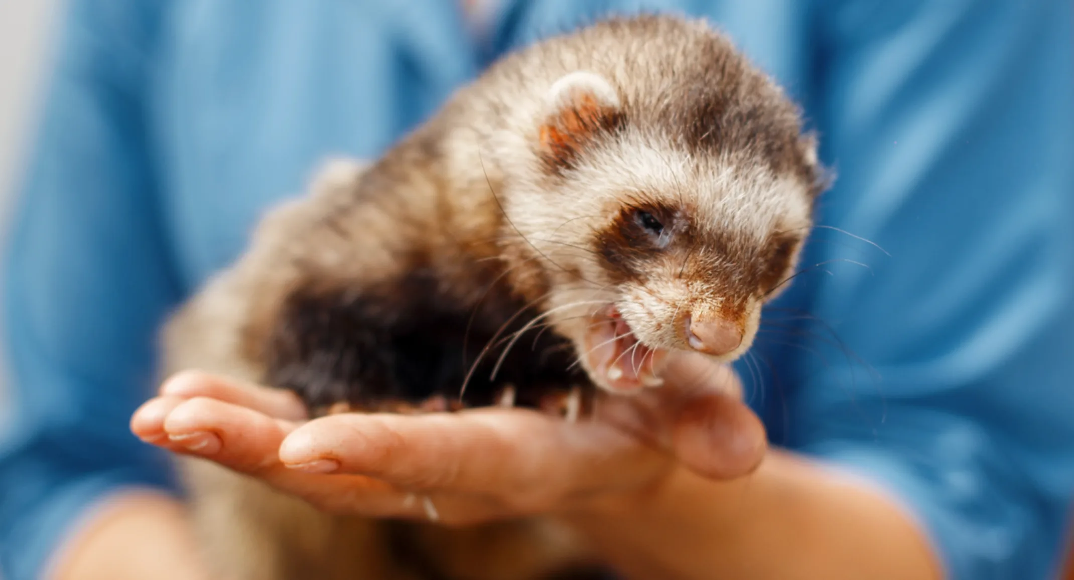 Woman holding ferret in hands