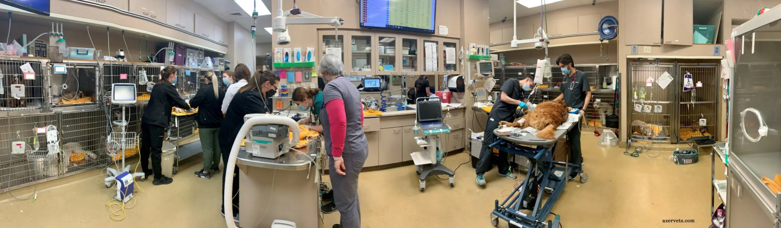 panorama photo of vets assisting pets panorama photo of vets assisting pets