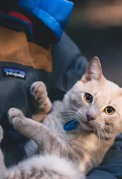 Cat being held by a Team Member Cat being held by a Team Member