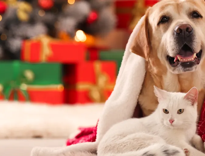 Dog and Cat with a christmas tree in the background Dog and Cat with a christmas tree in the background