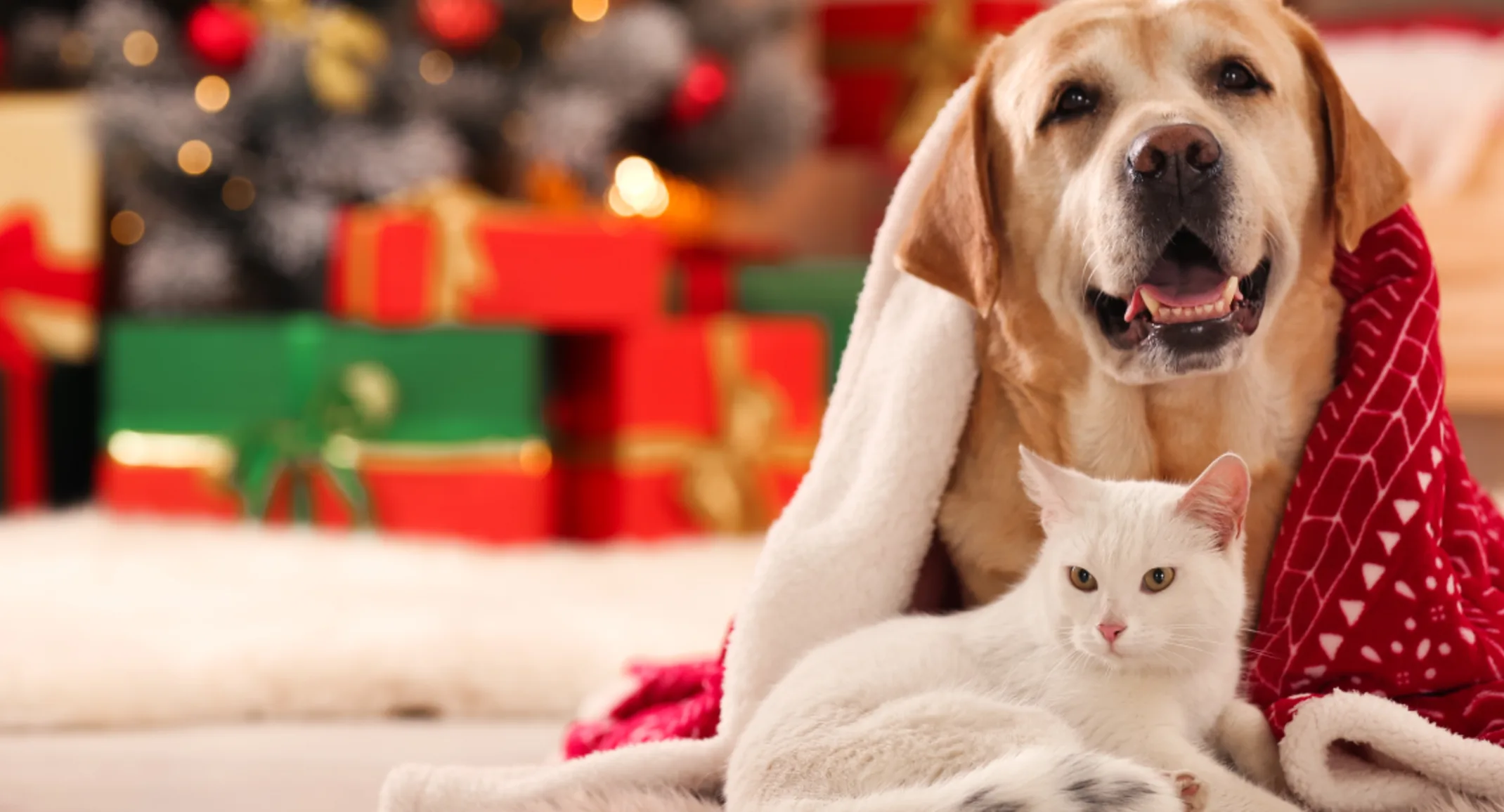 Dog and Cat with a christmas tree in the background Dog and Cat with a christmas tree in the background