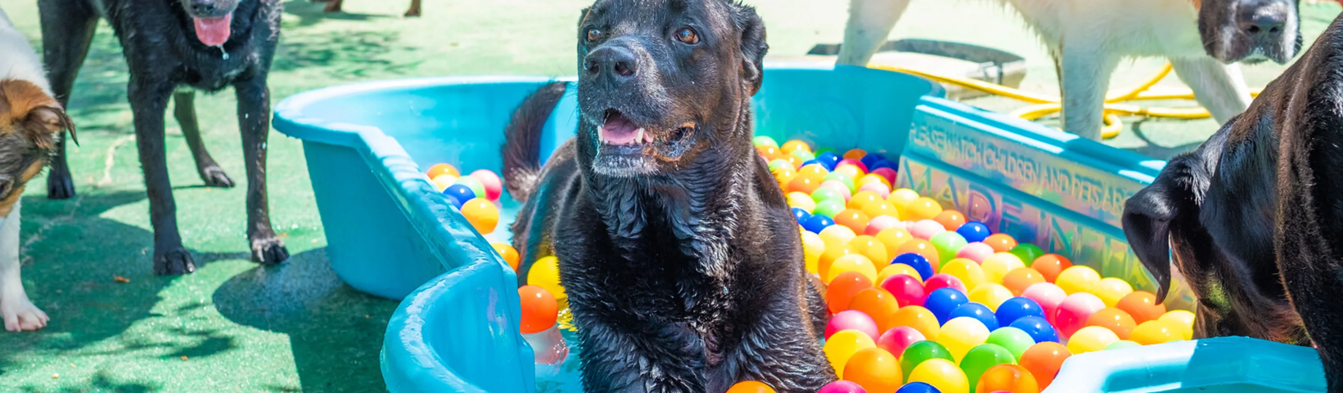 Dog in pool at Bowhaus grooming and dog boarding in Boulder and Erie Colorado. Dog in pool at Bowhaus grooming and dog boarding in Boulder and Erie Colorado.