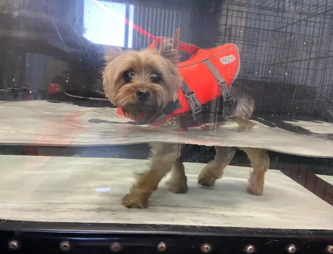 Small dog receiving hydrotherapy Small dog receiving hydrotherapy