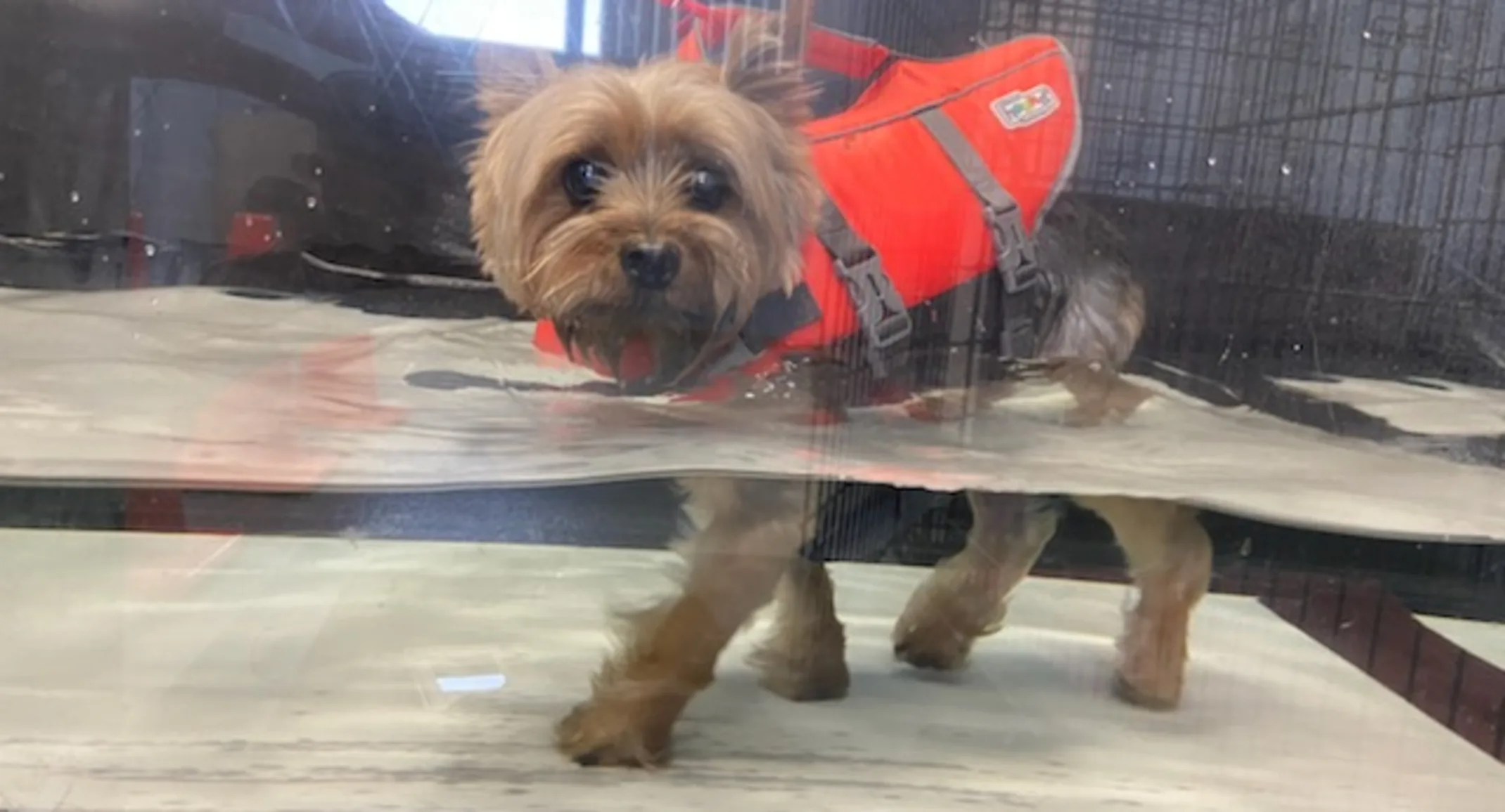 Small dog receiving hydrotherapy Small dog receiving hydrotherapy