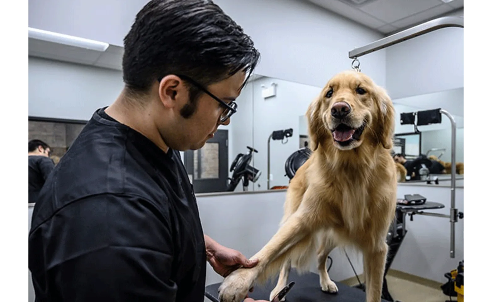 Staff trimming the nails of a golden retriever Staff trimming the nails of a golden retriever