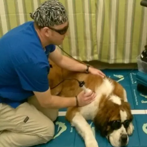 Big dog receiving an ultrasound examination at Quail Hollow Animal Hospital