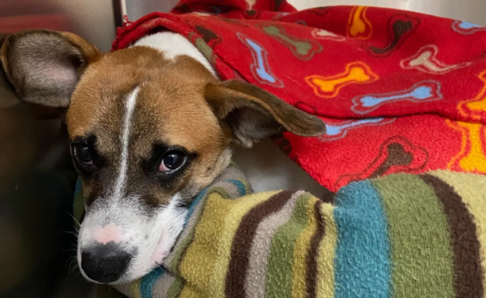 Tan and white dog laying with a red blanket over it Tan and white dog laying with a red blanket over it