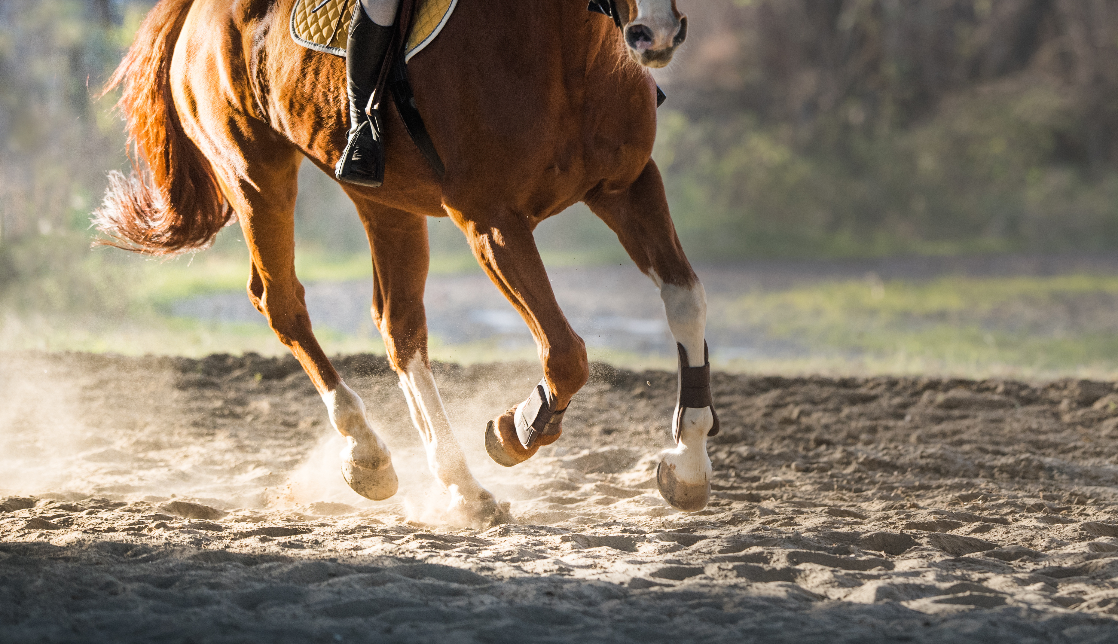 Lameness Exams and Performance Diagnostics 3