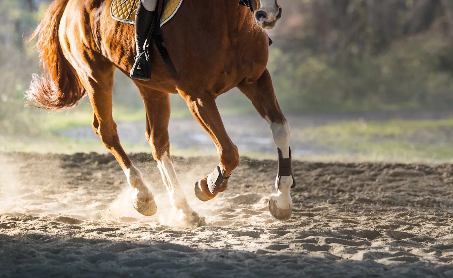 Lameness Exams and Performance Diagnostics 3 Lameness Exams and Performance Diagnostics 3