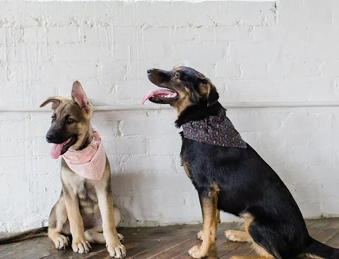 Two dogs at Animal Emergency and Specialty Hospital of Grand Rapids Two dogs at Animal Emergency and Specialty Hospital of Grand Rapids