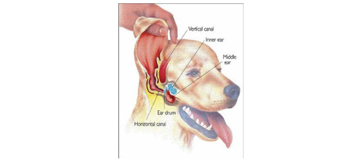 A figure of dog's ear