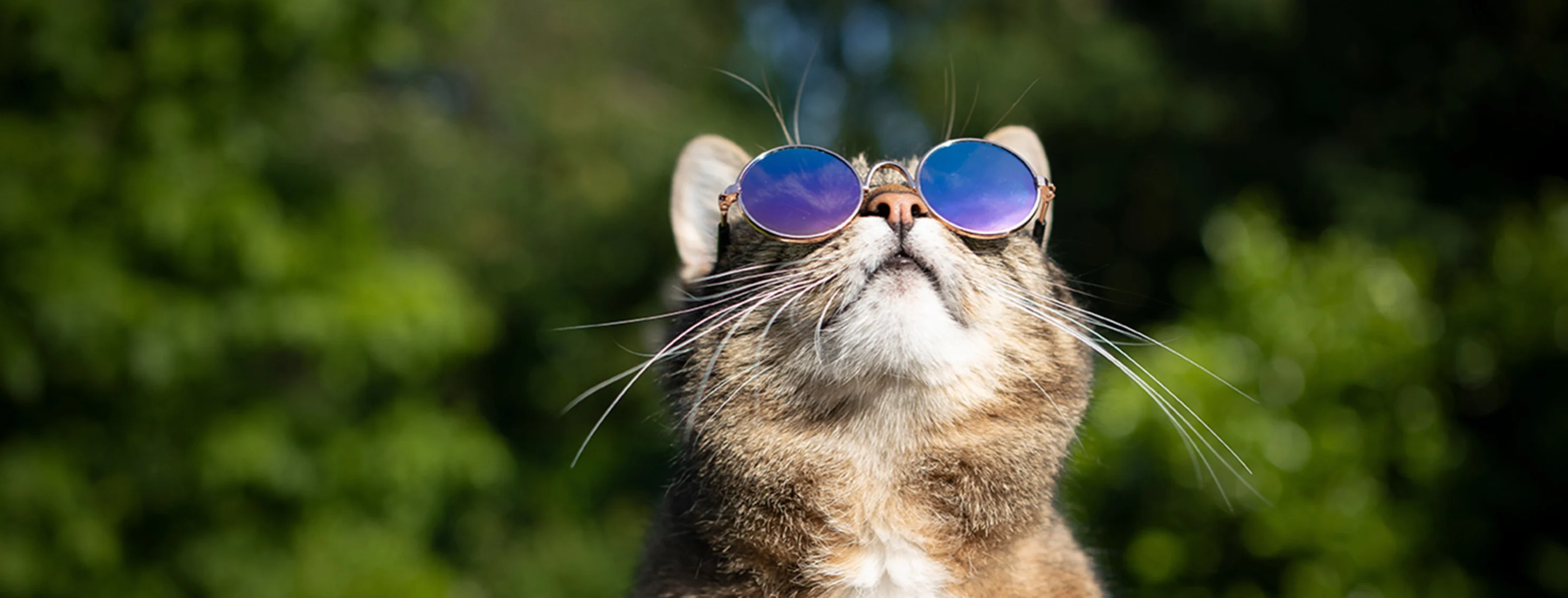 Cat looking up with sunglasses outdoors