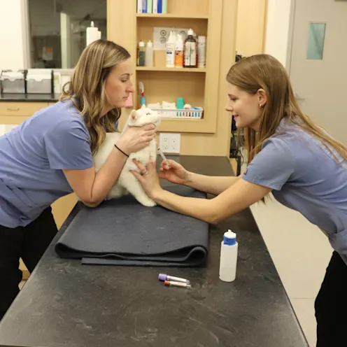 LO & CJH Blood Draw LO & CJH Blood Draw