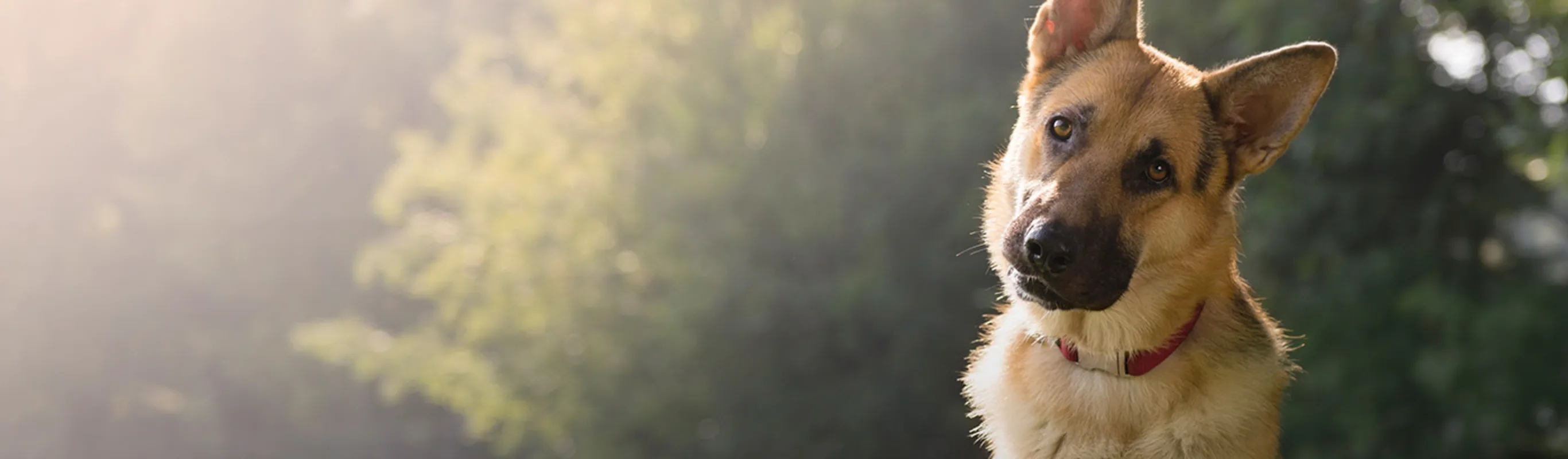 German shepherd looking straight ahead 