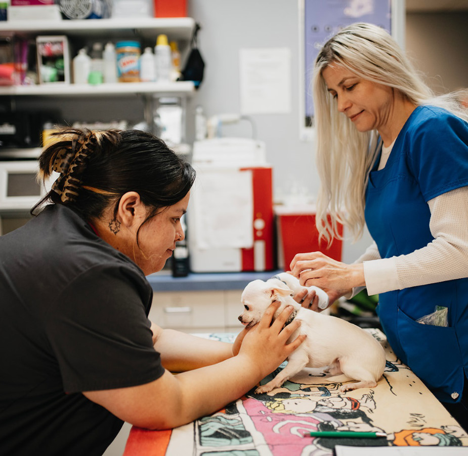 Two staff members caring for a little white Chihuahua