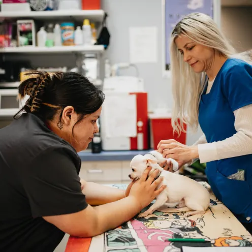 Two staff members caring for a little white Chihuahua