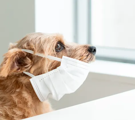 Dog wearing medical face mask Dog wearing medical face mask