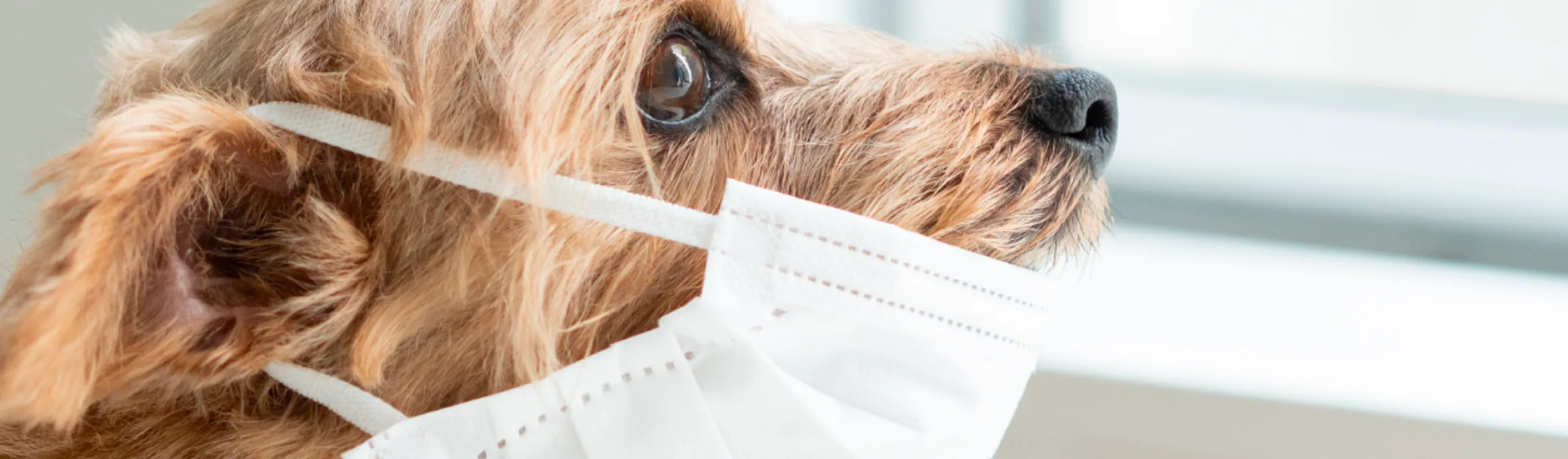 Dog wearing medical face mask Dog wearing medical face mask
