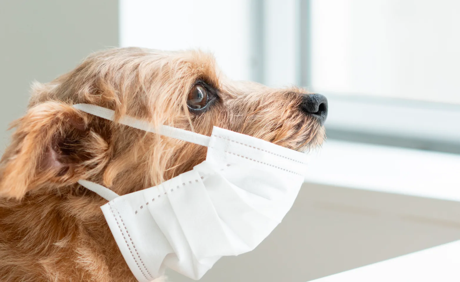 Dog wearing medical face mask Dog wearing medical face mask