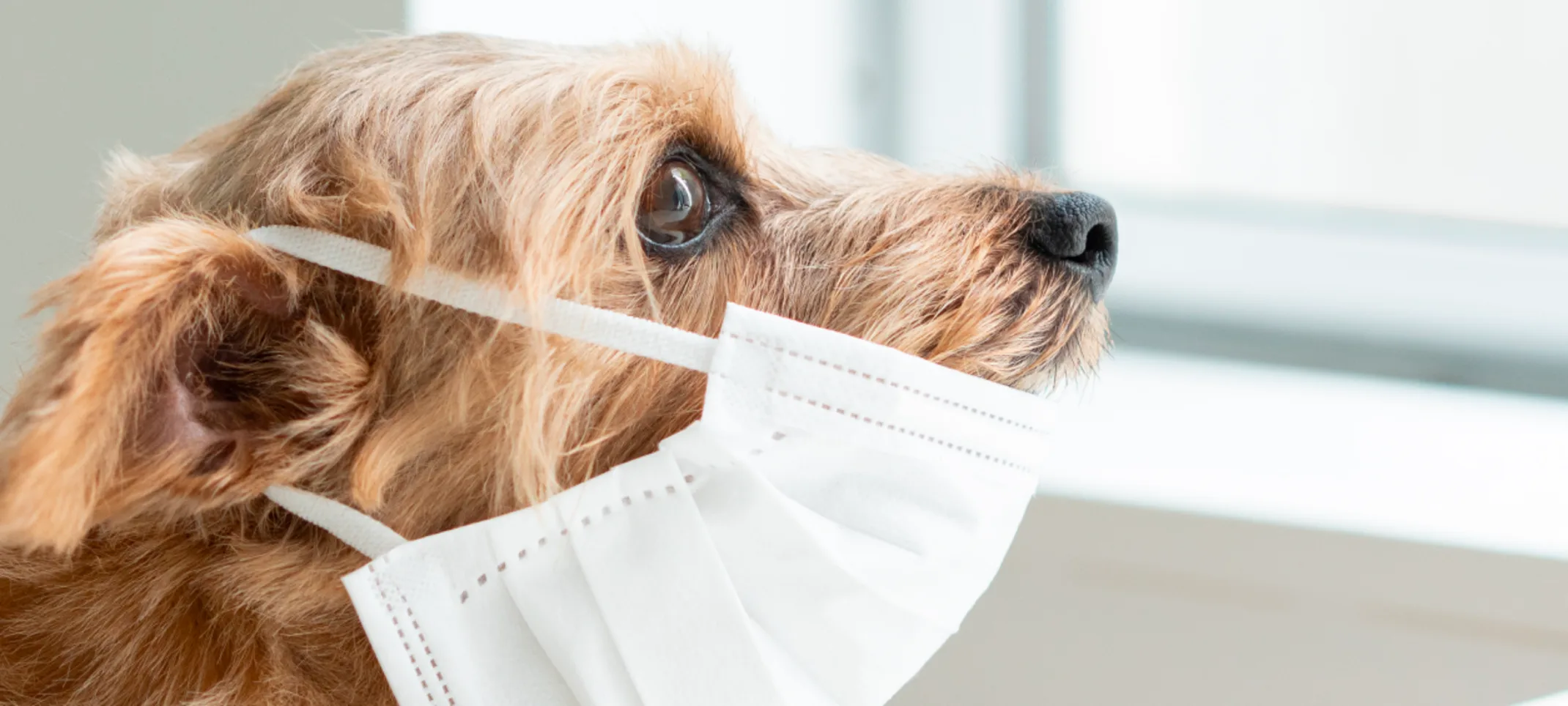 Dog wearing medical face mask Dog wearing medical face mask