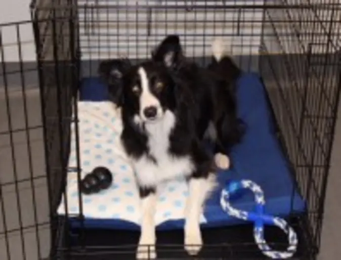 a border collie laying in a crate with two toys