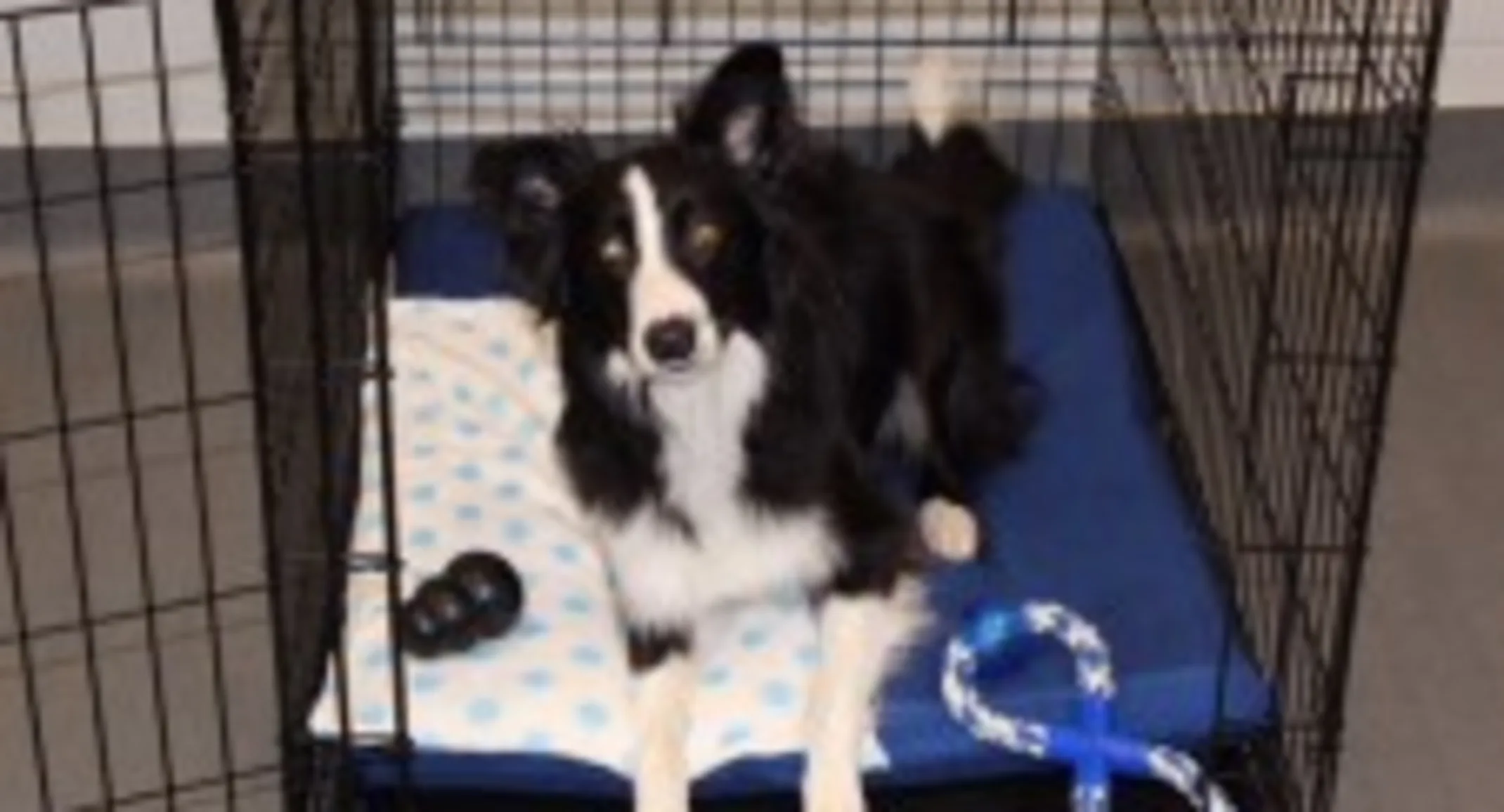 a border collie laying in a crate with two toys