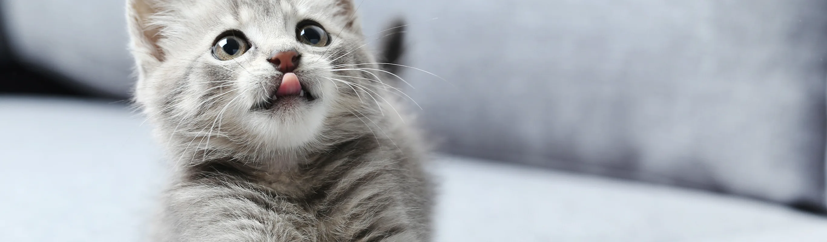 Cat with tongue out