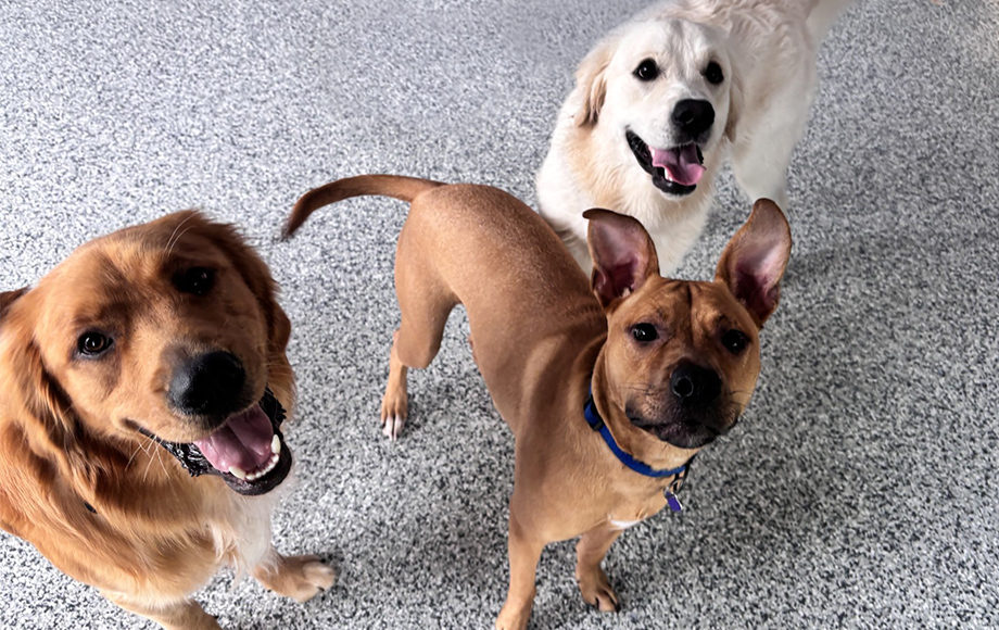 Dogs smiling and playing